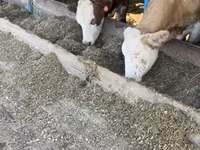 Vaca, Montbéliarde — foto 3
