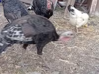 Turkeys — الصورة 2