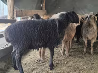 Carnero, Hissar sheep — foto 8