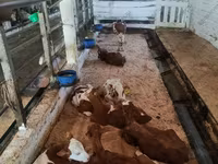 Toro, Raza rojo-moteada — foto 1