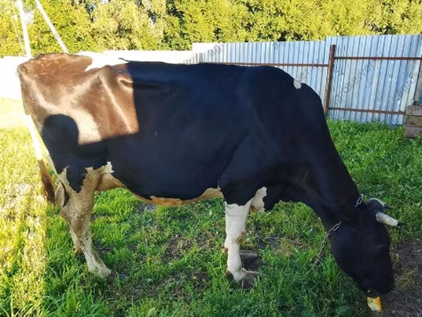 Kuh, Holstein-Rasse