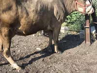 Vaca, Raza Alatau — foto 6