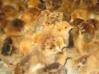 एडलर सिल्वर — फ़ोटो 2
