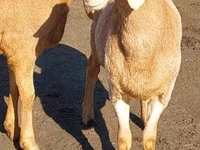 Widder, Arashan sheep — Foto 3