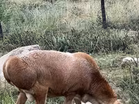 Widder, Arashan sheep — Foto 4