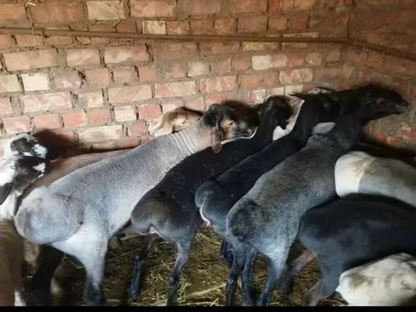 Widder, Hissar sheep