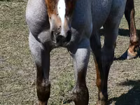 Stute, Quarter Horse — Foto 5
