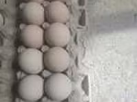 Chickens — الصورة 4