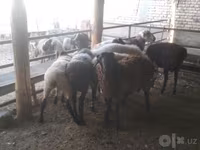 Carnero, Arabi sheep — foto 5