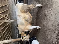 Toro, Raza Holstein — foto 3