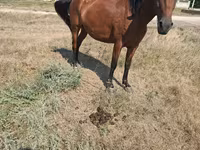 母马, Horses — 照片 1
