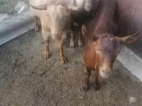 كبش, الأغنام — الصورة 2