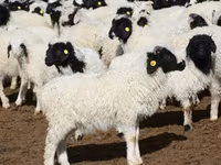 كبش, Kuibyshev sheep — الصورة 8