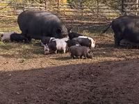 Säue, Schweine — Foto 3