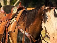 Yegua, American paint horse — foto 5