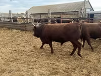Bull, Kalmyk breed — photo 4