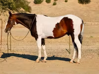 Horse (M), National Show Horse — photo 3