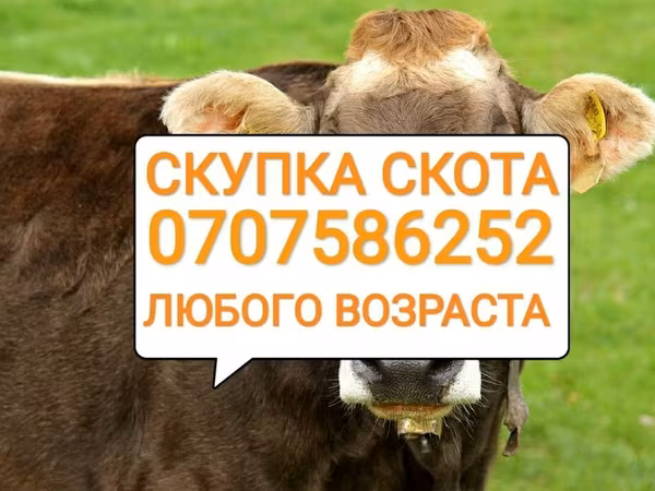 Бык, Коровы — Кыргызстан