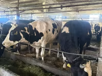 गाय, गोलस्टीन नस्ल — फ़ोटो 4
