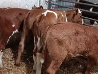 Toro, Ganado vacuno — foto 1