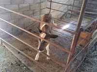 Vaca, Raza Holstein — foto 5