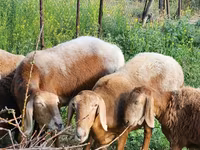 Oveja, Rhon sheep — foto 5