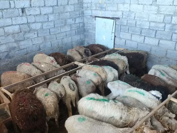 Овца, Бараны