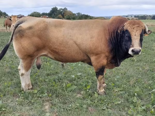 ثور, Partenaise cattle