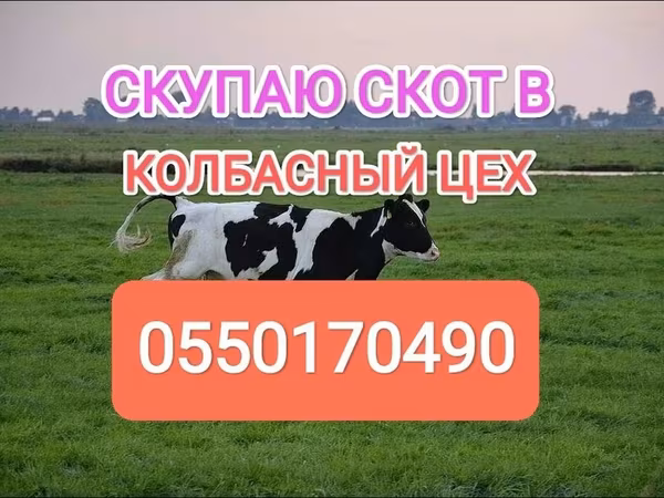 Бык, Голштинская порода