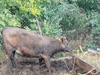 Vaca, Ganado vacuno — foto 1