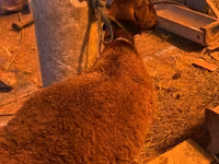 Ram, Hissar sheep — photo 3