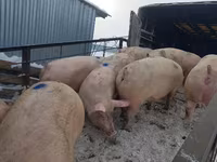 母猪, Pigs — 照片 5