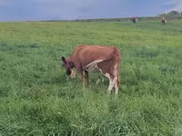 Vaca, Ganado vacuno — foto 3
