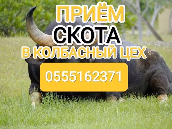 Бык, Коровы