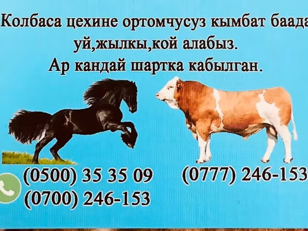Бык, Коровы — Кыргызстан
