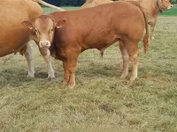 Bulle, Limousin-Kuh — Foto 2