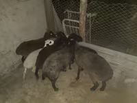 Widder, Hissar sheep — Foto 1