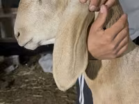 Widder, Dorper sheep — Foto 2