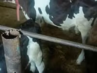 Toro, Raza Holstein — foto 2