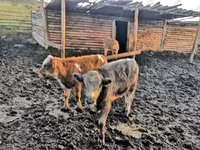 Vaca, Simmental cattle — foto 3
