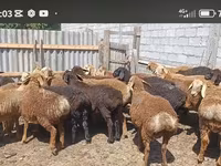 Widder, Kazakh fat-tailed coarsewool sheep — Foto 3