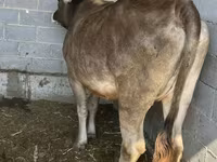 Vaca, Swiss cattle — foto 4