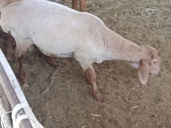 كبش, الأغنام — أوزبكستان