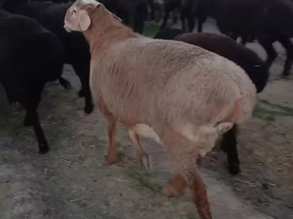 كبش, الأغنام — أوزبكستان