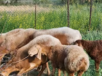 Oveja, Rhon sheep — foto 1