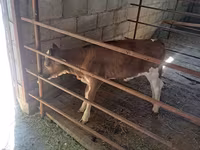 Vaca, Raza Holstein — foto 6