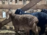Ram, Baerchuke sheep — photo 2