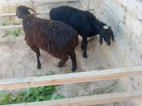 كبش, Hissar sheep — أوزبكستان