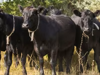 Toro, Raza Jersey — foto 5
