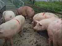 母猪, Pigs — 照片 7